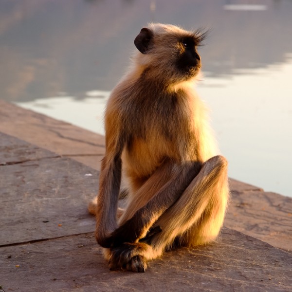 monkey sitting at ghat in Pushkar India photographed by Sarka Photography