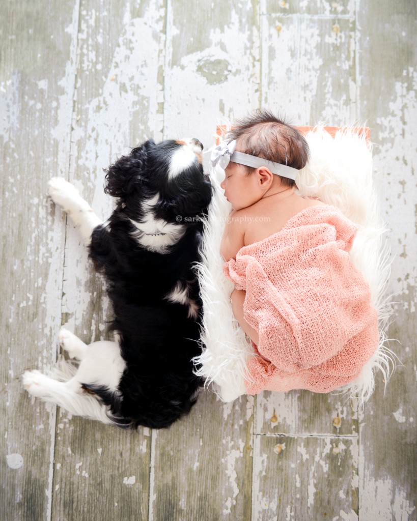 cavalier king charles spaniel laying next to newborn girl photographed by Santa Barbara and San Jose Baby photographer Sarka Photography