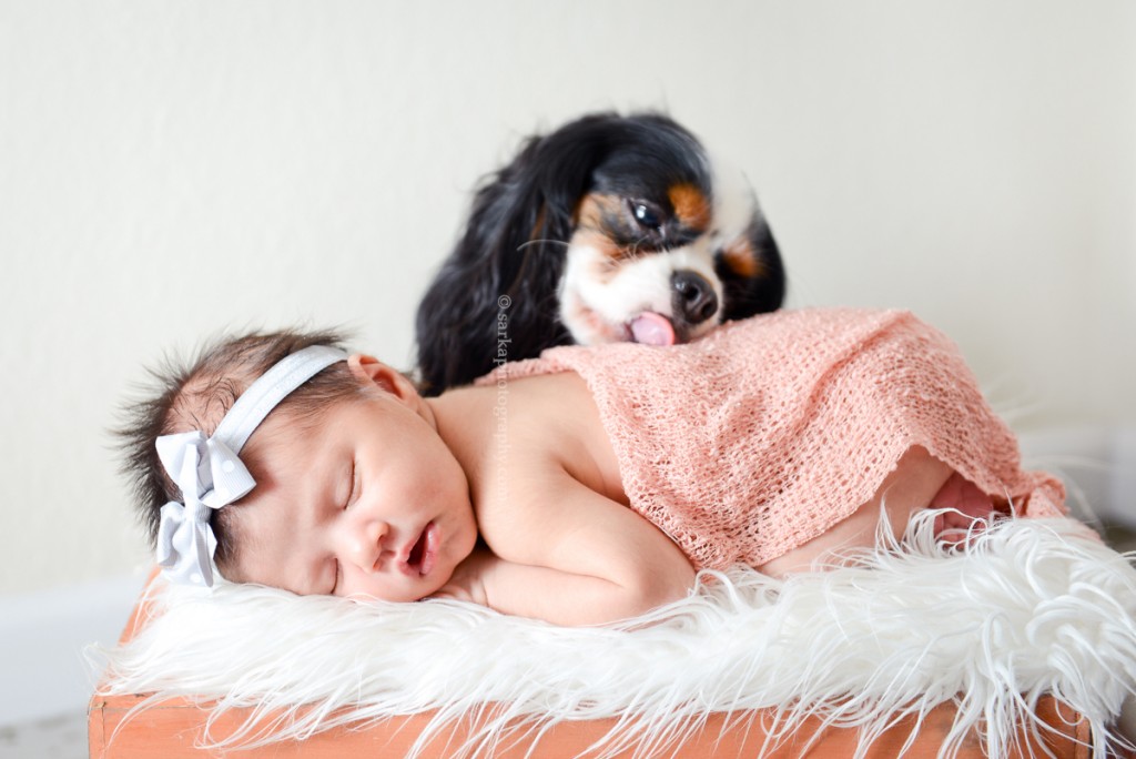 small dog kissing newborn girl photographed by Santa Barbara and San Jose Baby photographer Sarka Photography