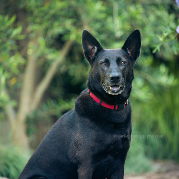 professional pet portrait by Santa Barbara pet photographer Sarka