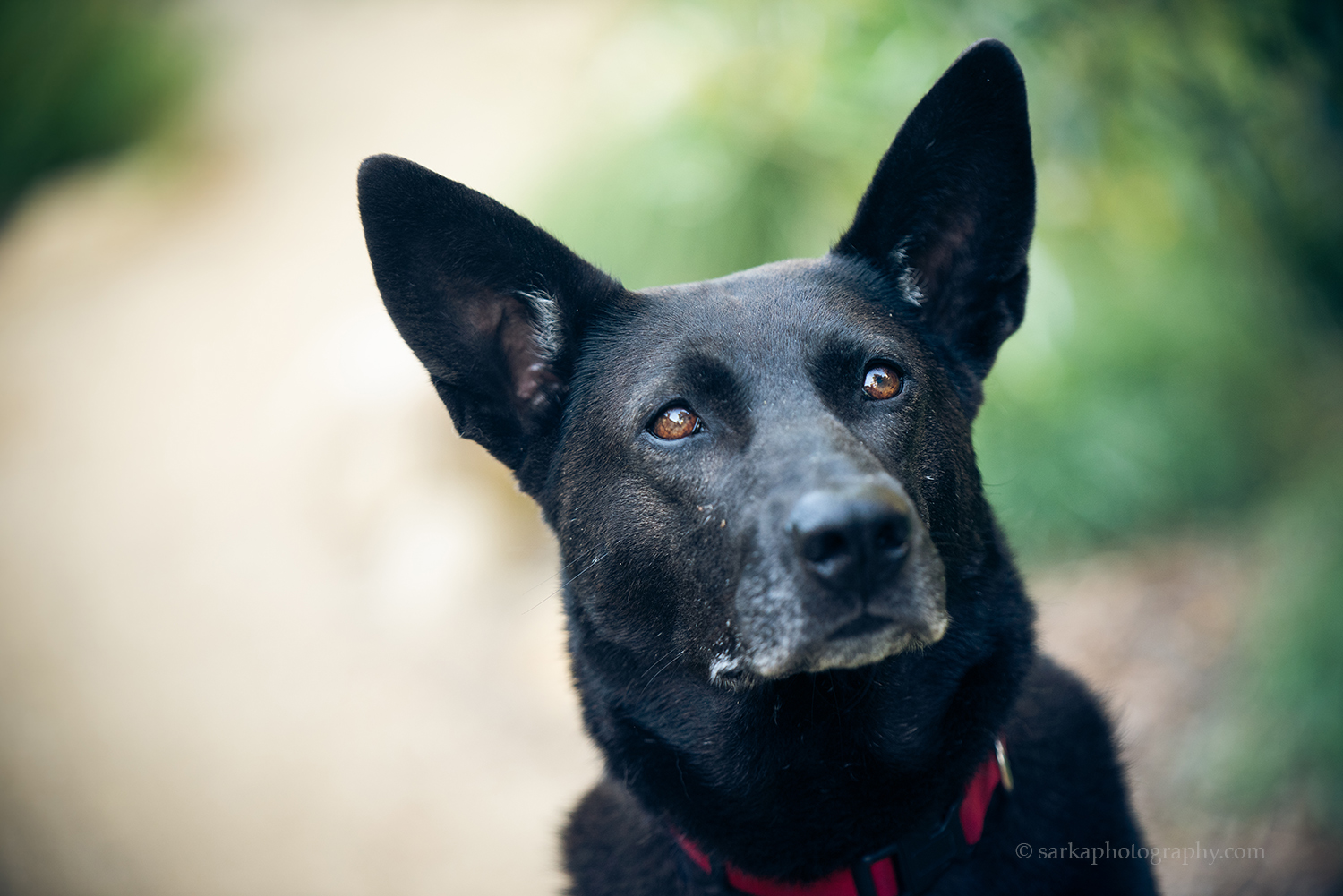 professional pet portrait by Montecito pet photographer Sarka