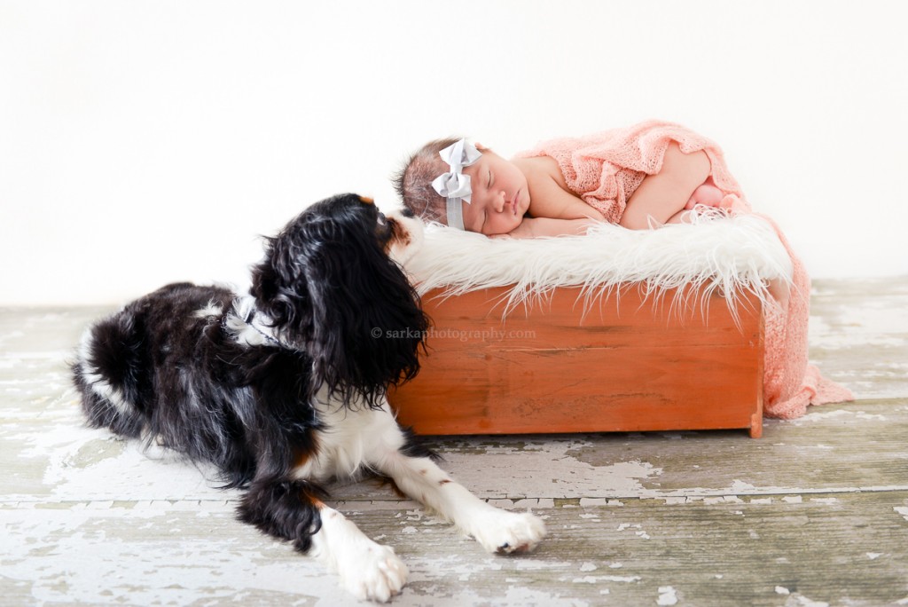 cavalier king charles spaniel laying next to newborn girl photographed by Santa Barbara and San Jose Baby photographer Sarka Photography