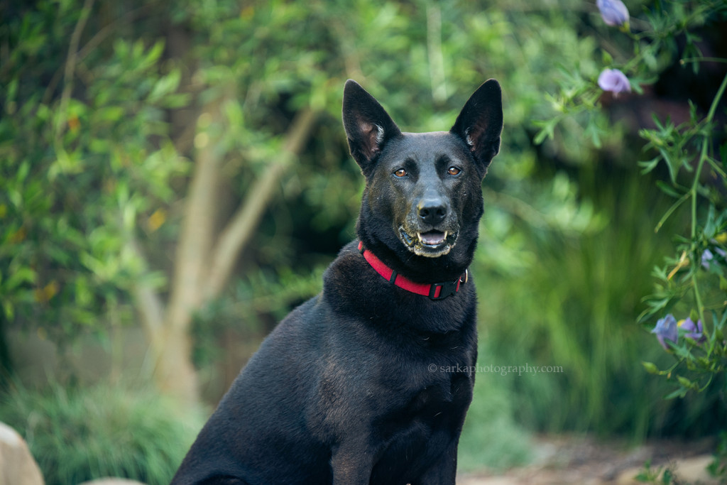 professional pet portrait by Santa Barbara pet photographer Sarka